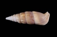 藏品(竹筍蟹守螺)的圖片